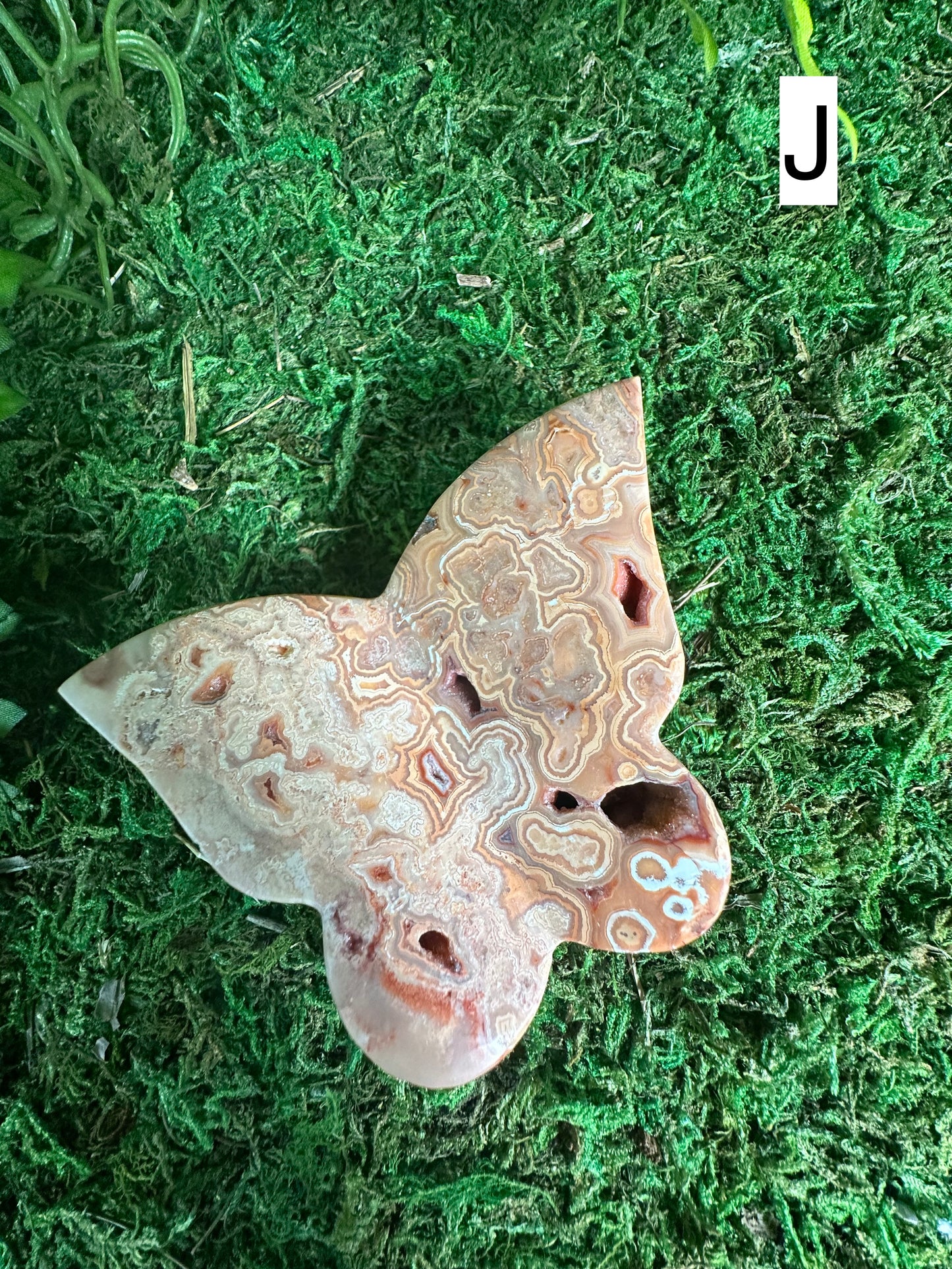 Crazy Lace Agate Butterflies